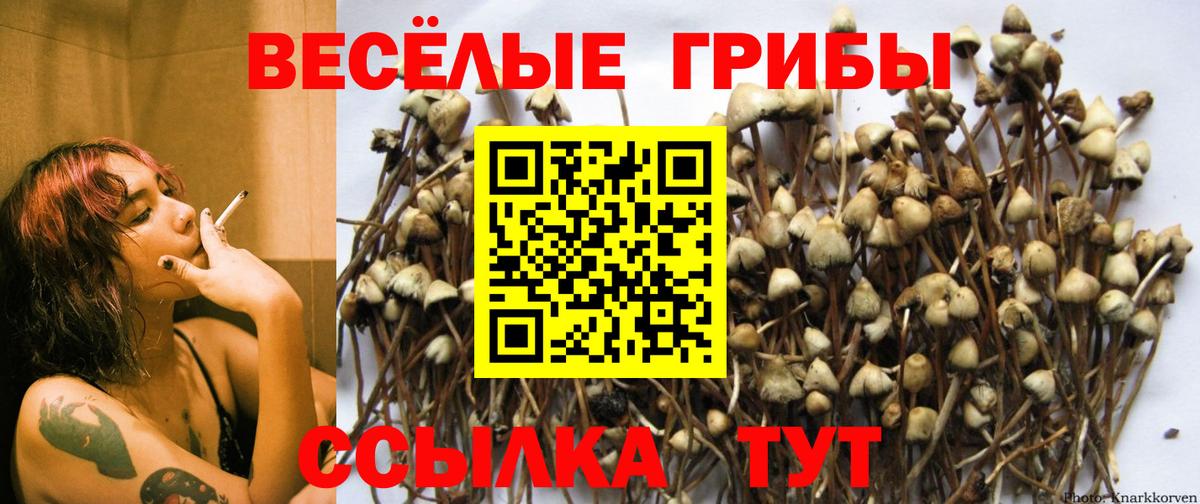 Псилоцибиновые грибы Cubensis Таганрог